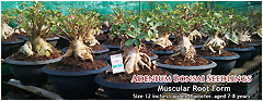 Adenium Bonsai Seedlings